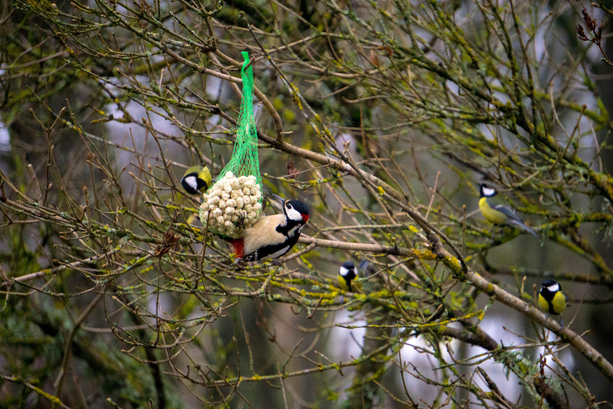 Sony a5100 sample photo. Birds photography