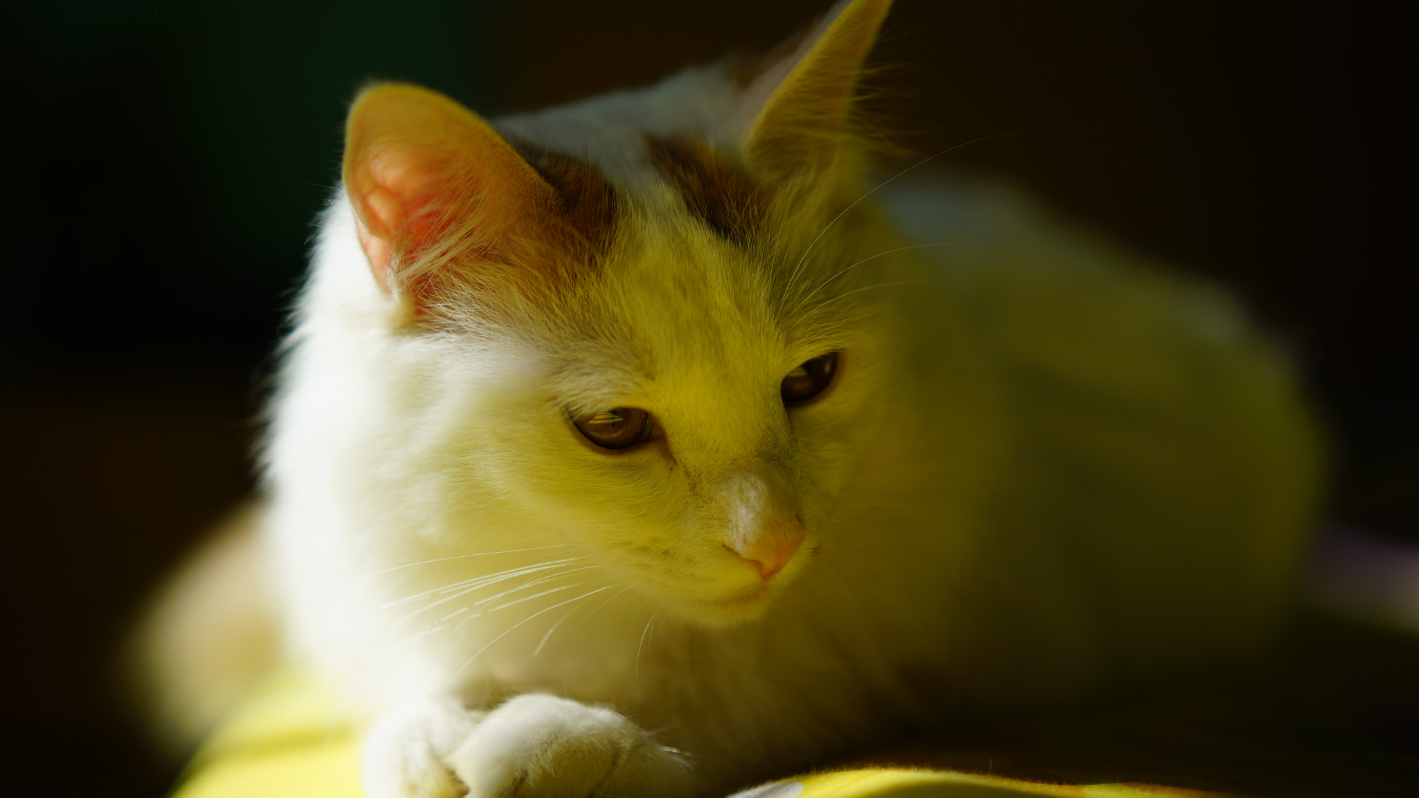 Sony a7S + Sony Sonnar T* FE 55mm F1.8 ZA sample photo. Cat photography