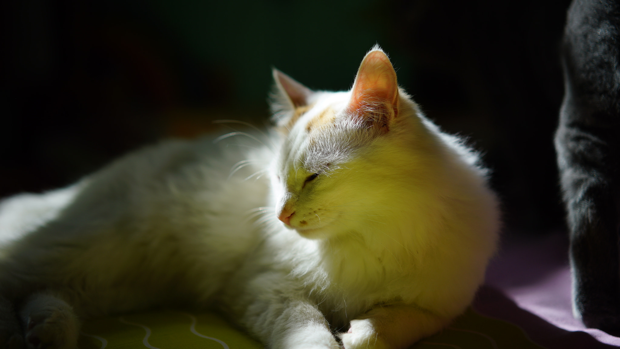 Sony a7S + Sony Sonnar T* FE 55mm F1.8 ZA sample photo. Cat photography