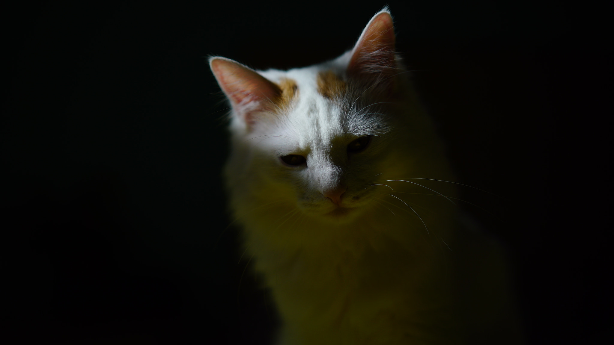 Sony a7S + Sony Sonnar T* FE 55mm F1.8 ZA sample photo. Cat photography
