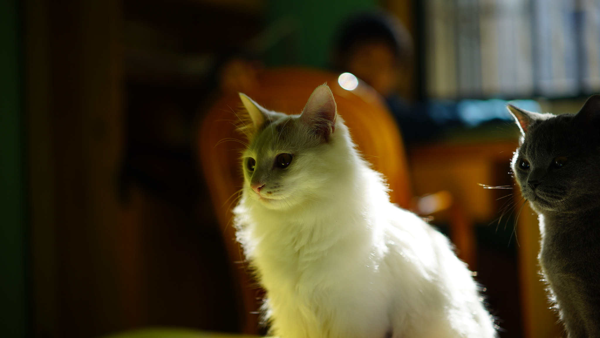 Sony a7S + Sony Sonnar T* FE 55mm F1.8 ZA sample photo. Cat photography