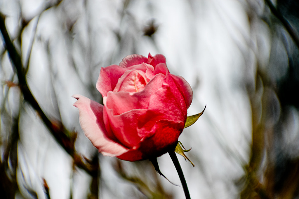 Canon EF 90-300mm F4.5-5.6 USM sample photo. Rosa photography