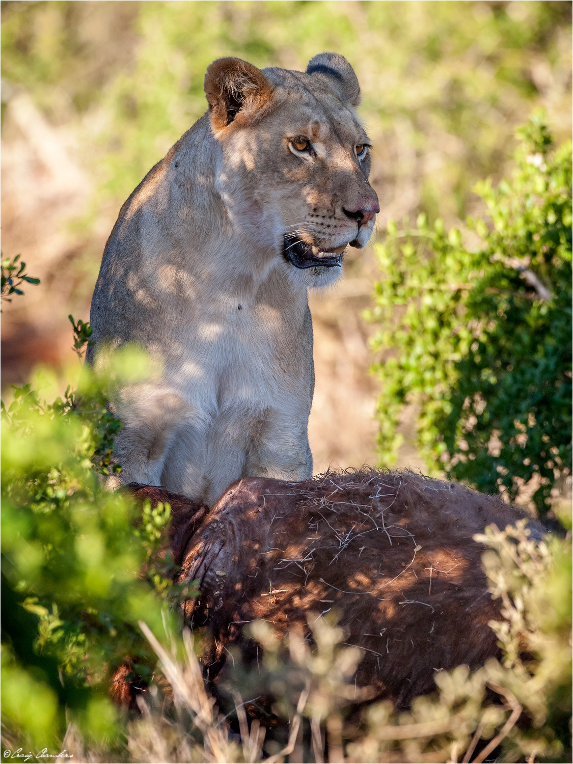 Canon EOS-1D Mark III sample photo. Lion kill in addo national park photography