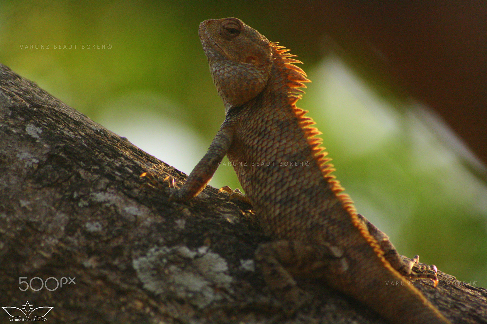 Canon EOS 1000D (EOS Digital Rebel XS / EOS Kiss F) sample photo. The chameleon #1 photography
