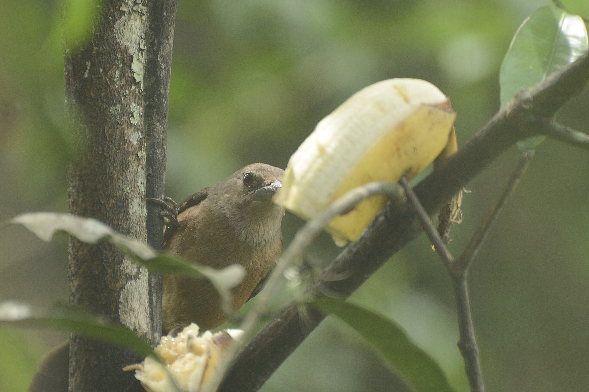 Nikon D7100 + IX-Nikkor 30-60mm f/4-5.6 sample photo. A vida em busca de alimento. photography