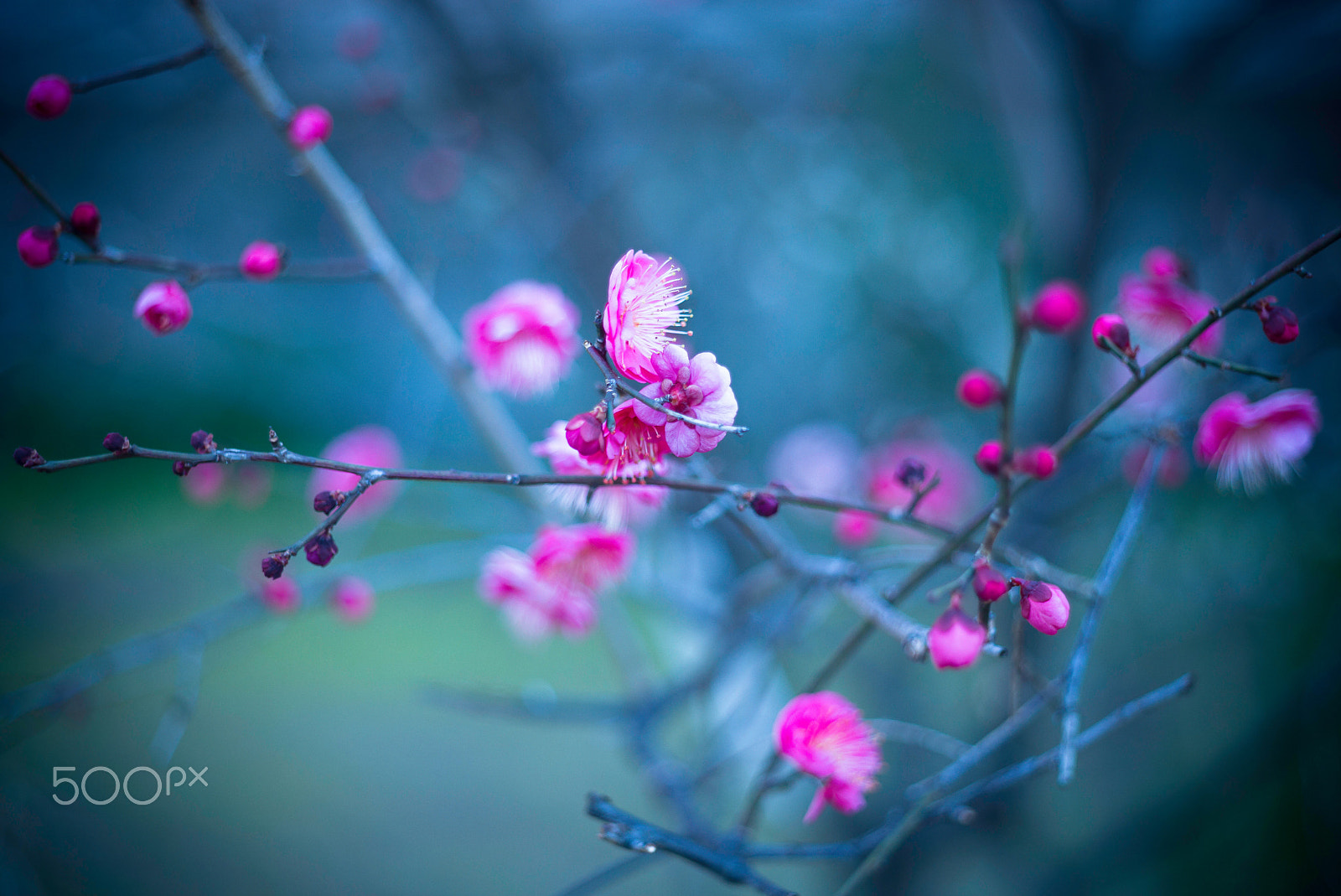 Leica M (Typ 240) + Noctilux-M 1:1/50 sample photo. Ume photography