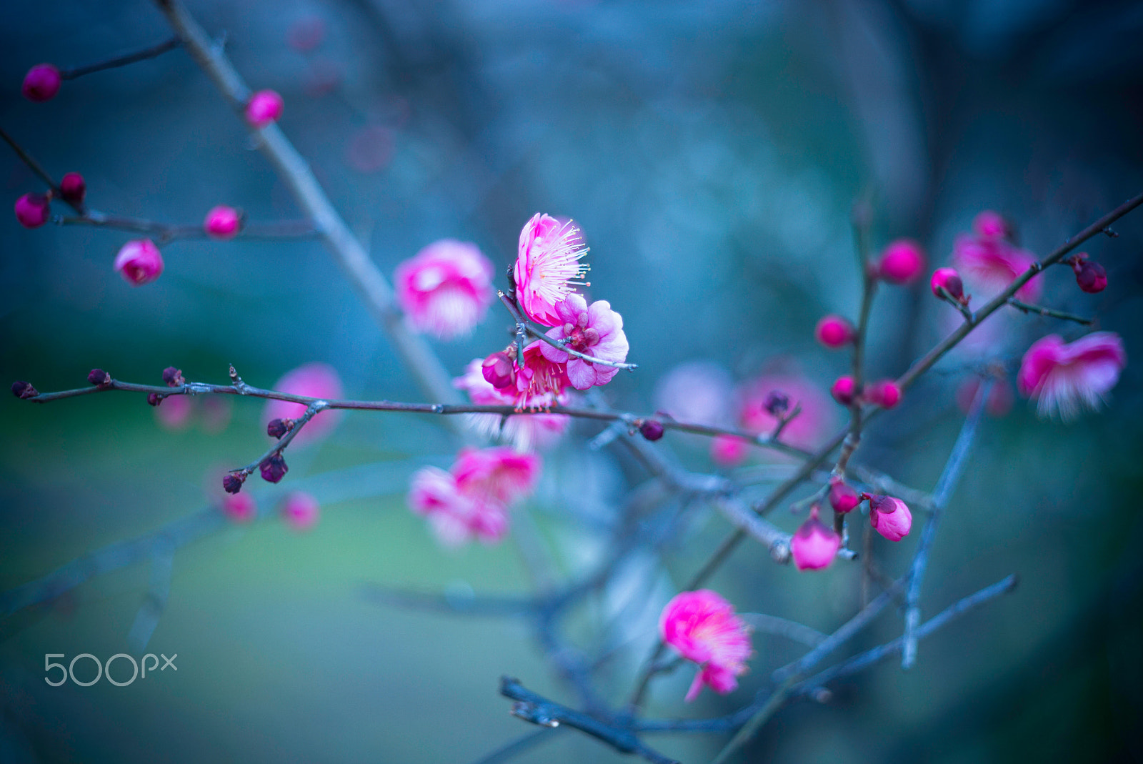 Noctilux-M 1:1/50 sample photo. Ume photography