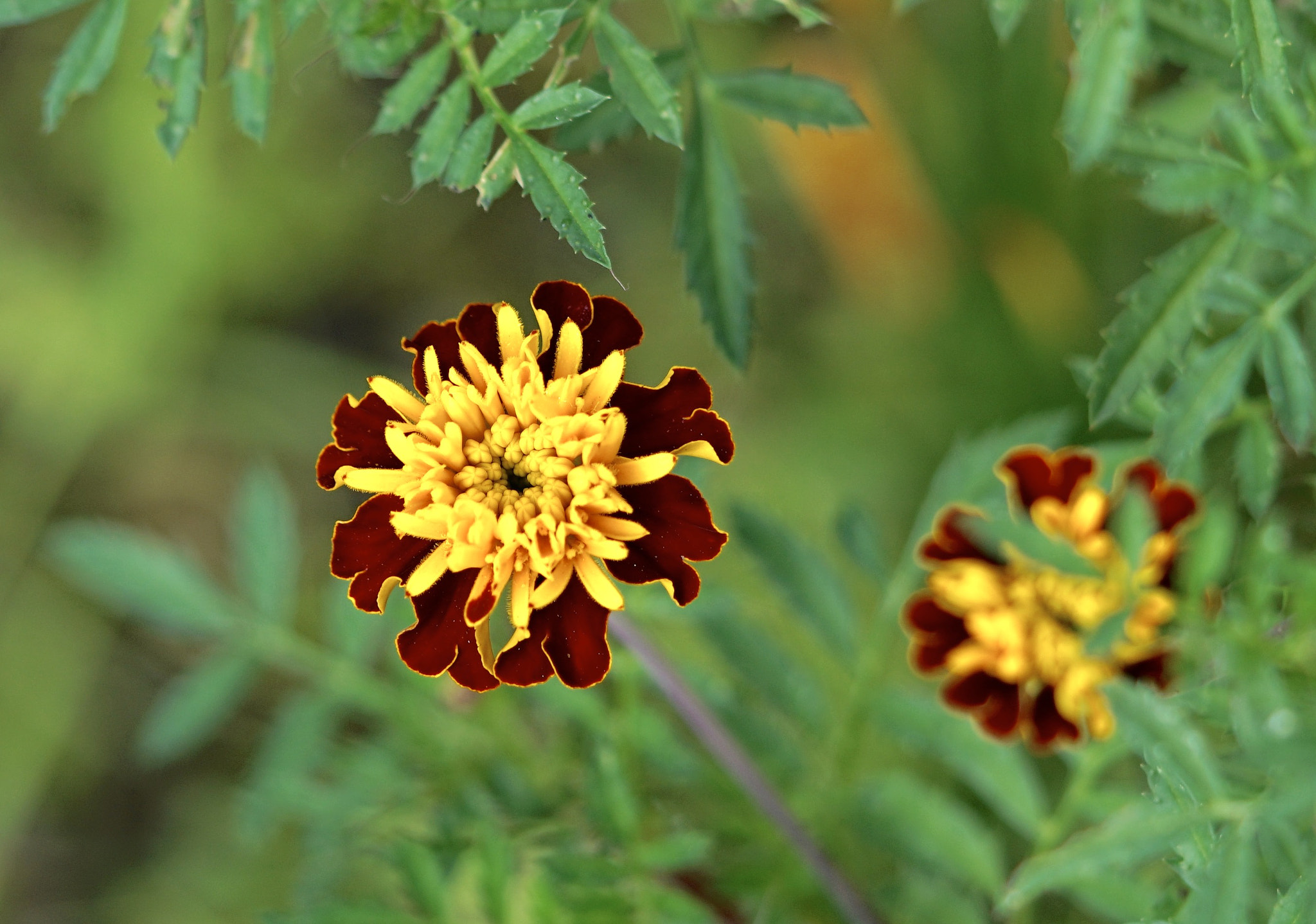 Sony a7R II + Sony FE 90mm F2.8 Macro G OSS sample photo