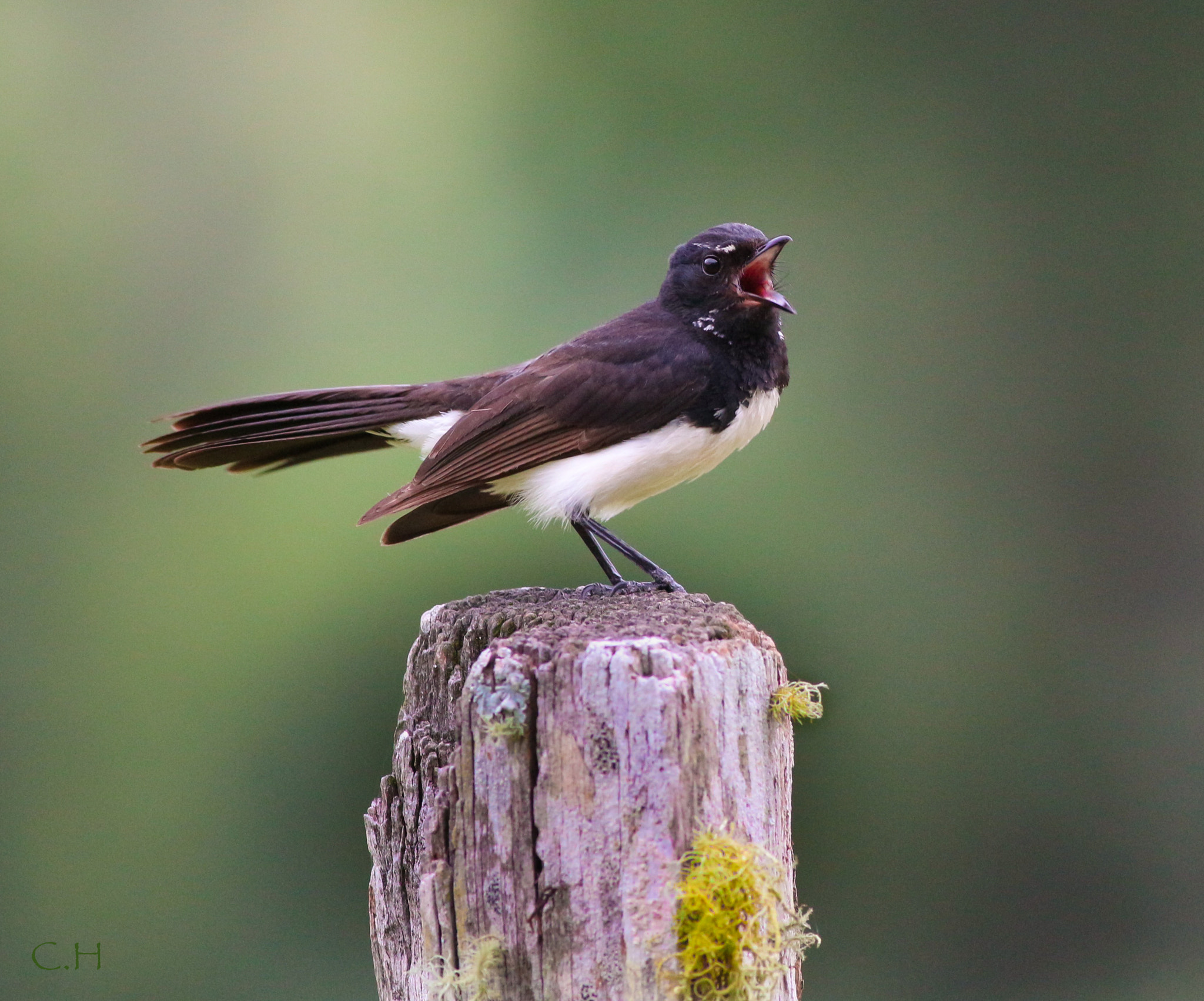 Canon EOS 700D (EOS Rebel T5i / EOS Kiss X7i) + Canon EF 400mm F5.6L USM sample photo. Willie wagtail photography