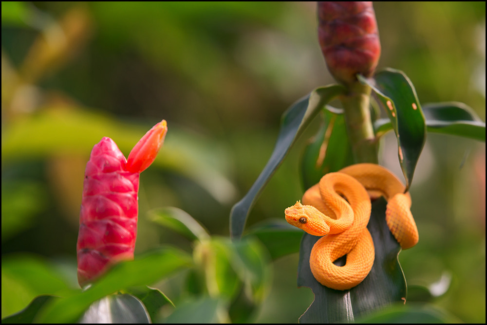 Nikon D610 sample photo. Eyelashed palm viper photography