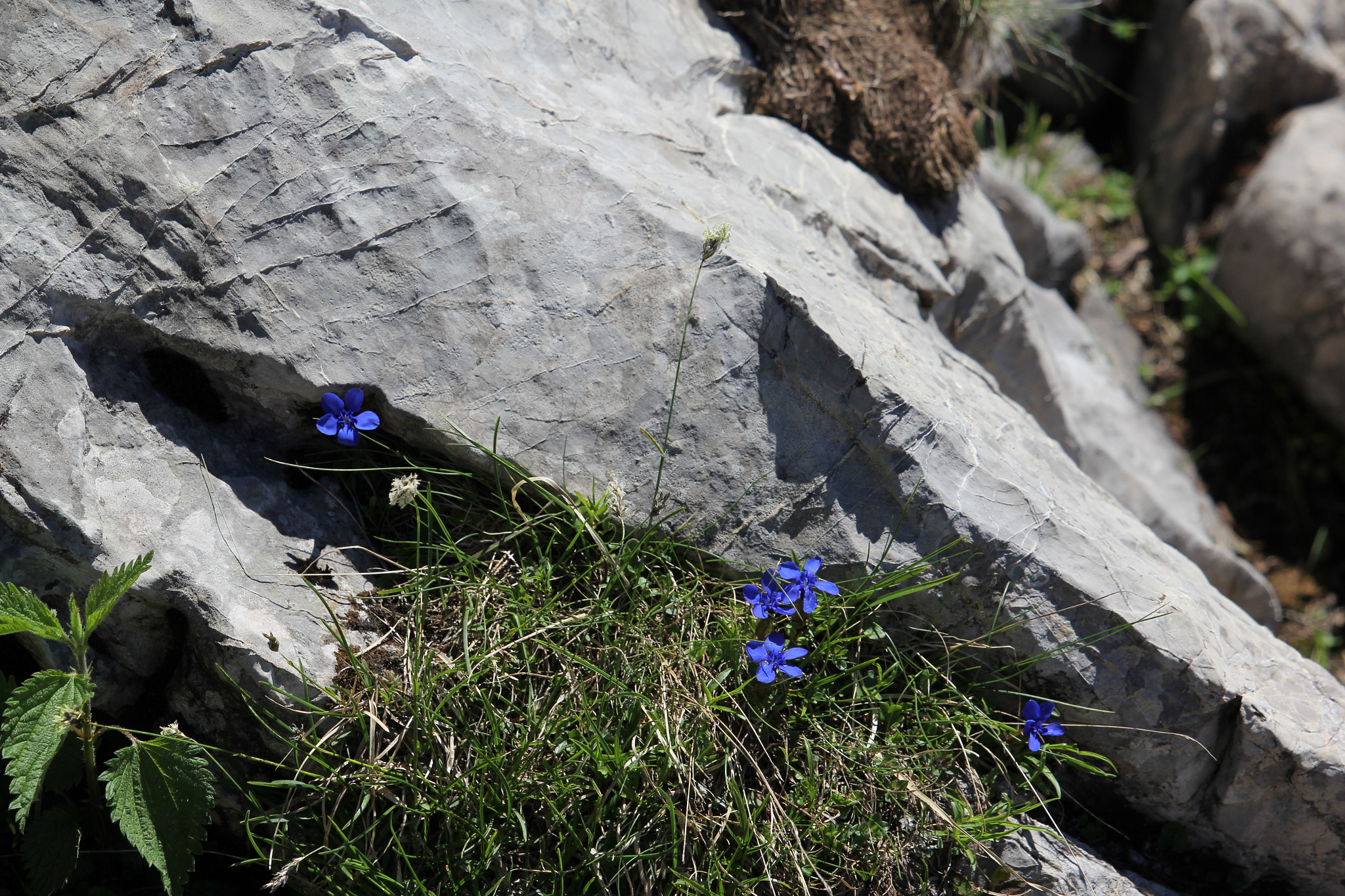 Canon EF-S 55-250mm F4-5.6 IS STM sample photo. Img photography