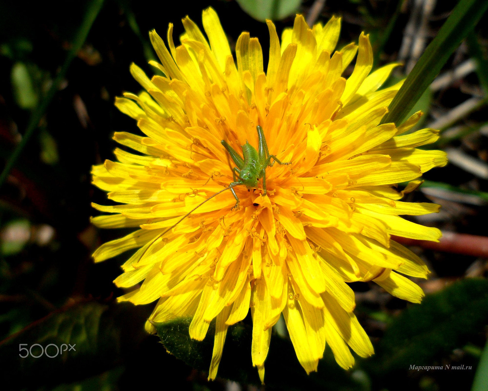 Samsung PL170,PL171 / VLUUPL170,PL171 sample photo. Малыш photography