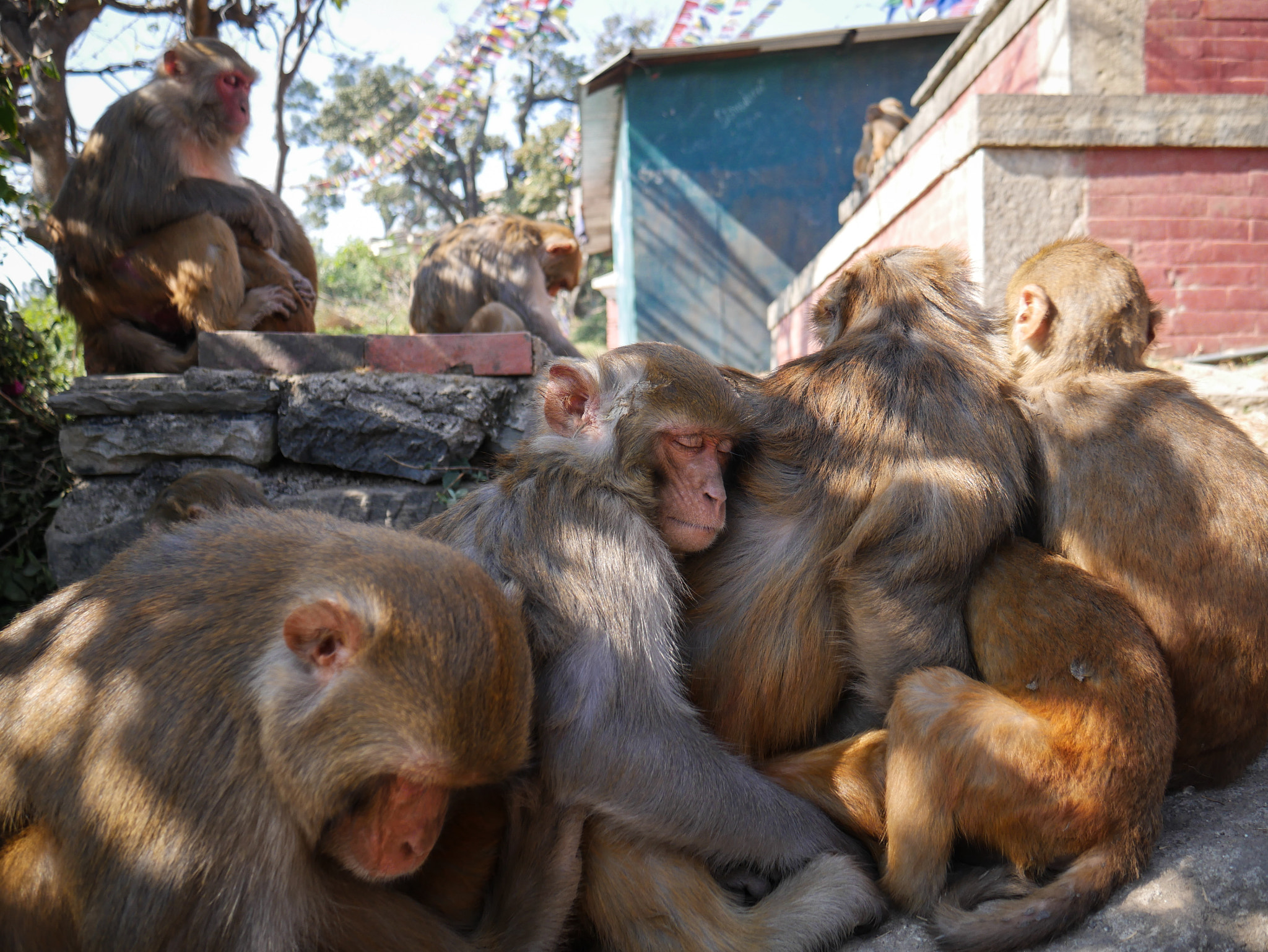Panasonic Lumix DMC-G7 sample photo. Monkey hug! photography