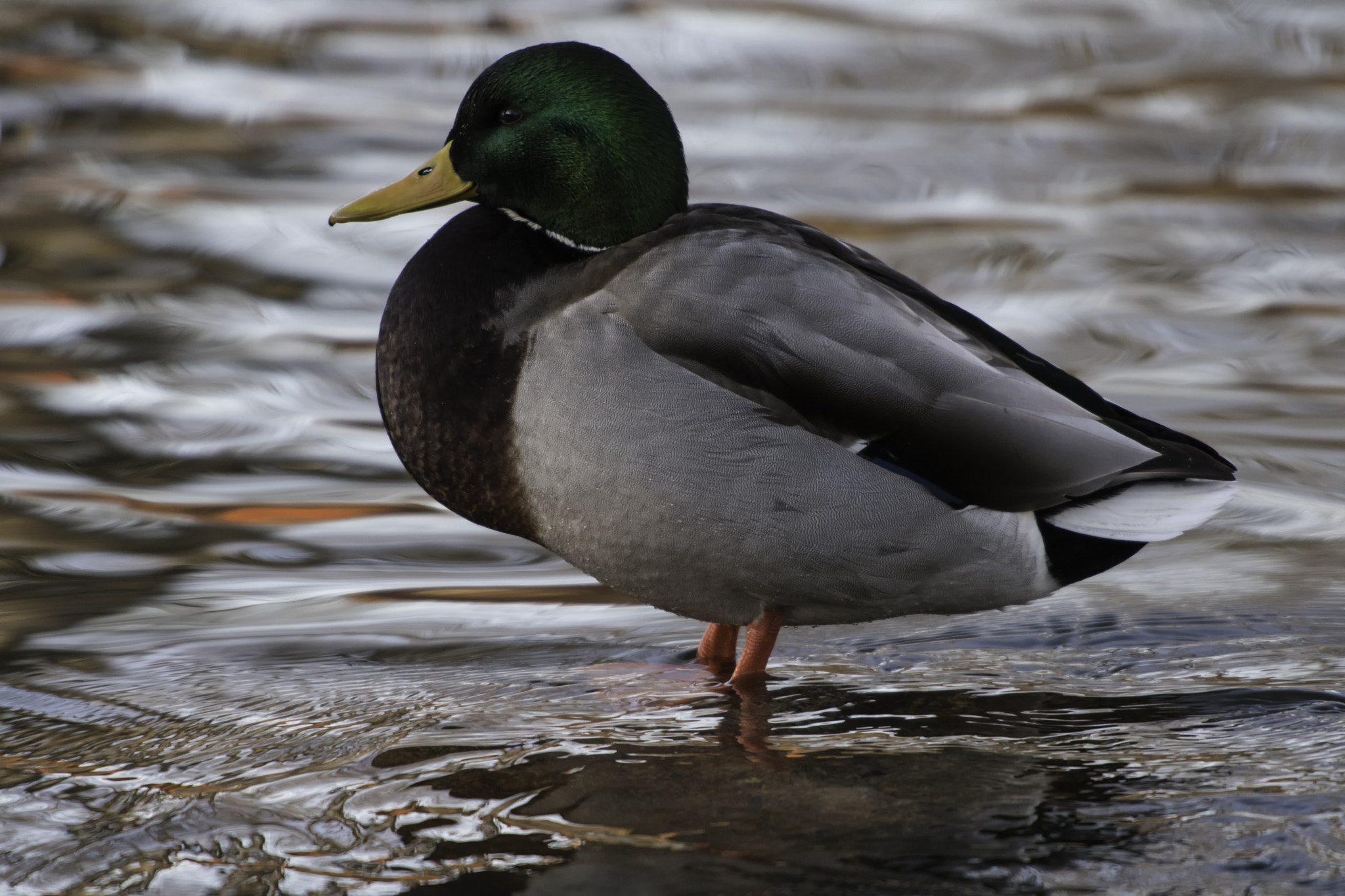 AF-S Nikkor 300mm f/2.8D IF-ED II sample photo. Happy duck photography