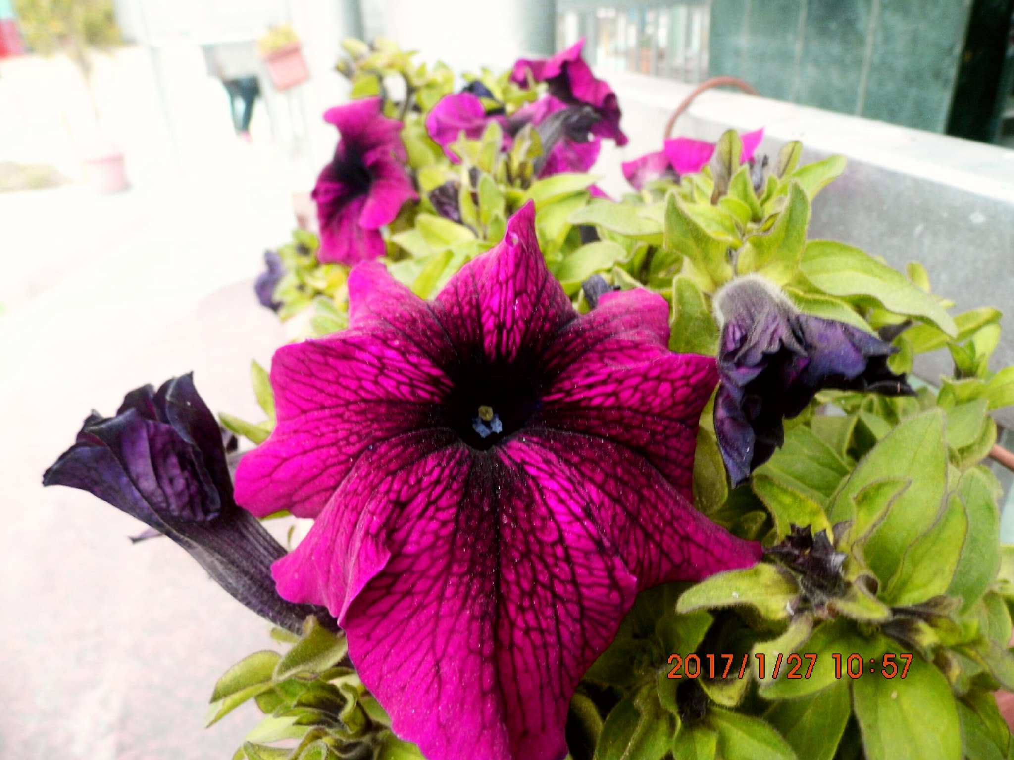 Benq GH600 sample photo. Dress flower photography
