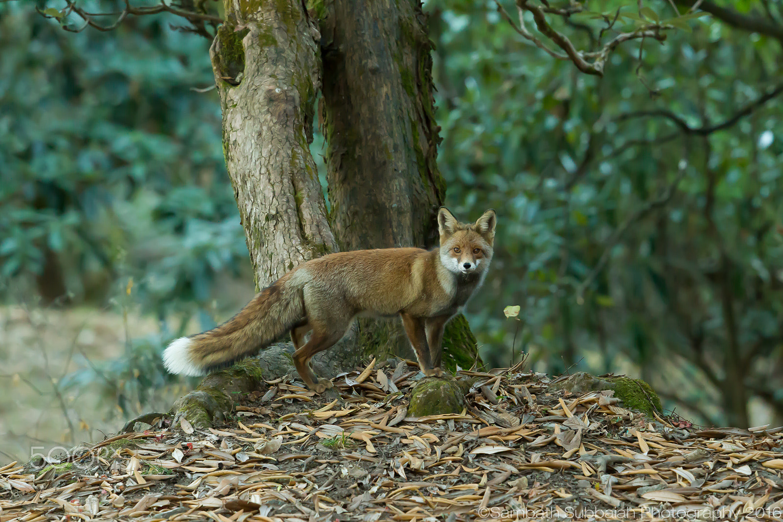 Canon EF 500mm F4L IS II USM sample photo. Himalayan red fox photography