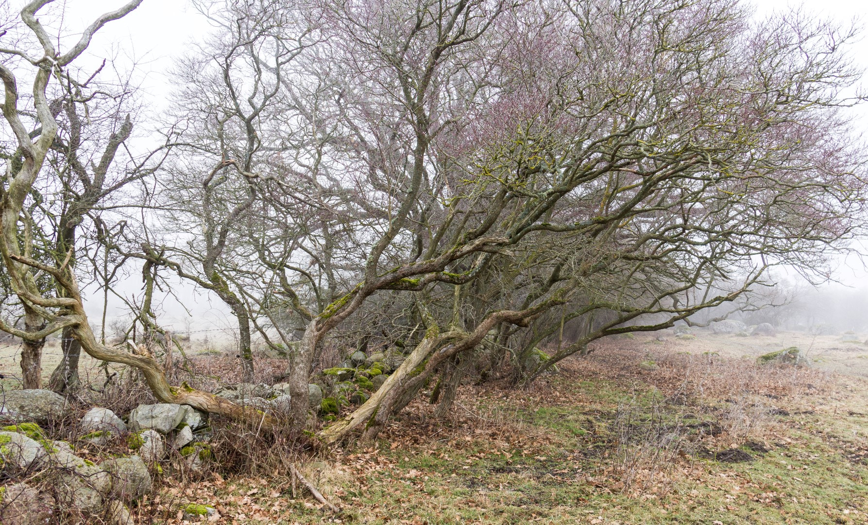 Canon EF-S 18-200mm F3.5-5.6 IS sample photo. Rhamnus cathartica photography
