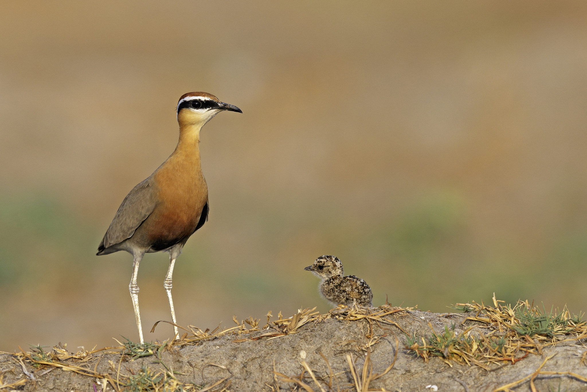 Canon EOS 7D Mark II + Canon EF 600mm F4L IS II USM sample photo. Indian courser with chick photography
