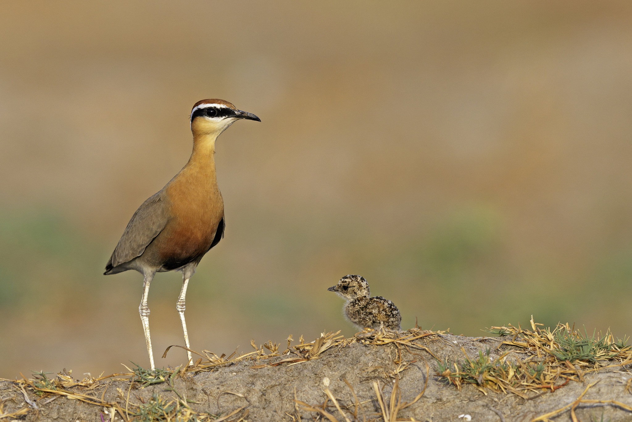 Canon EF 600mm F4L IS II USM sample photo. Indian courser with chick photography