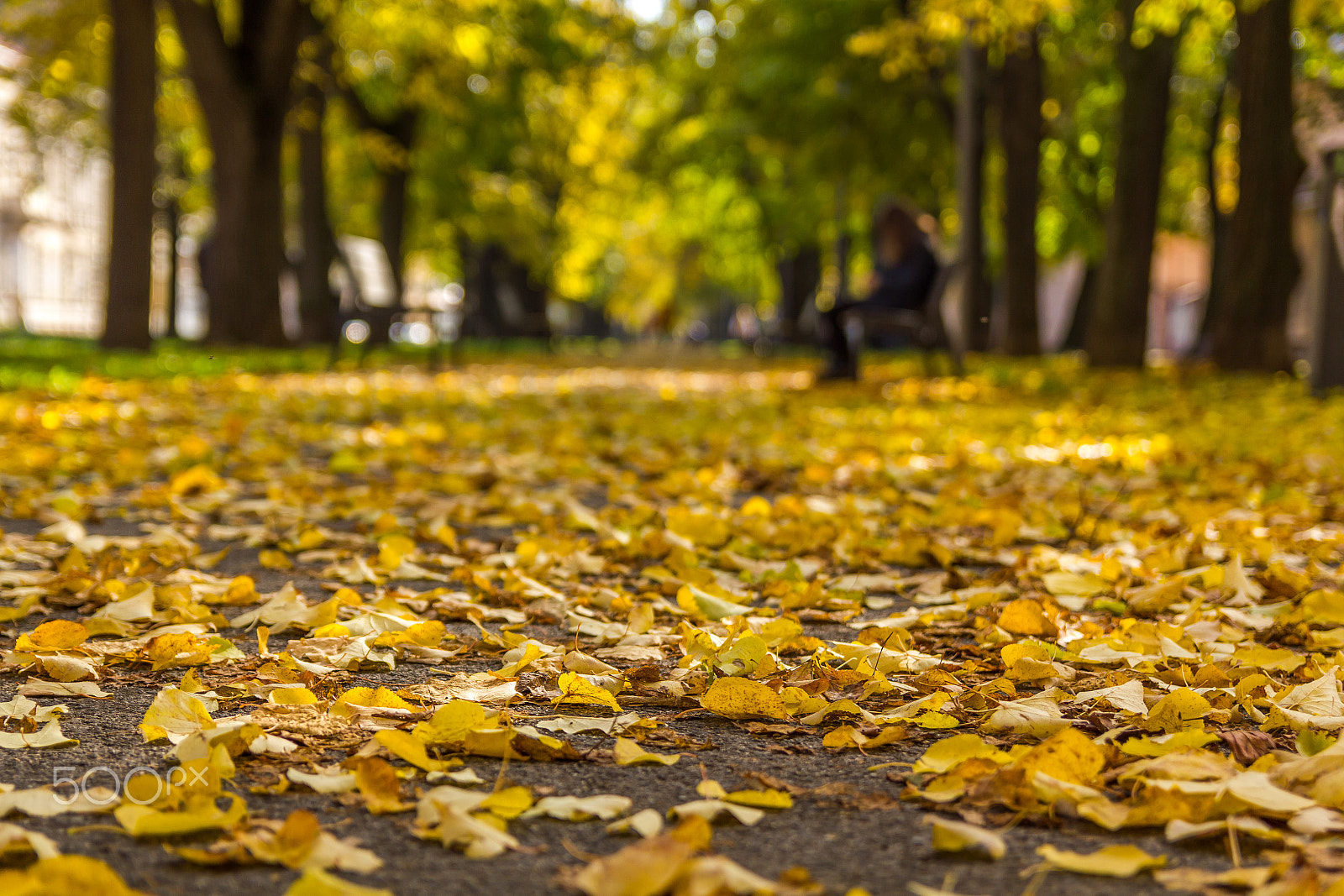 Canon EOS 550D (EOS Rebel T2i / EOS Kiss X4) sample photo. Yellow autumn photography