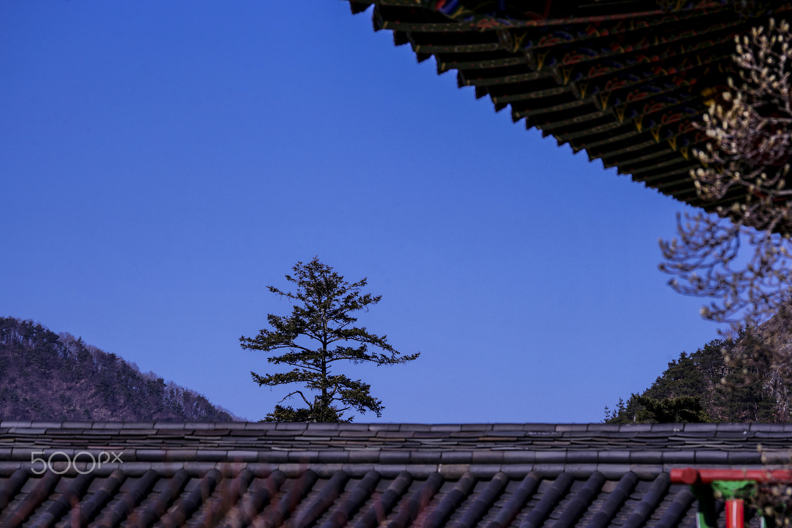 Sony 70-300mm F4.5-5.6 G SSM sample photo. Temple and tree photography