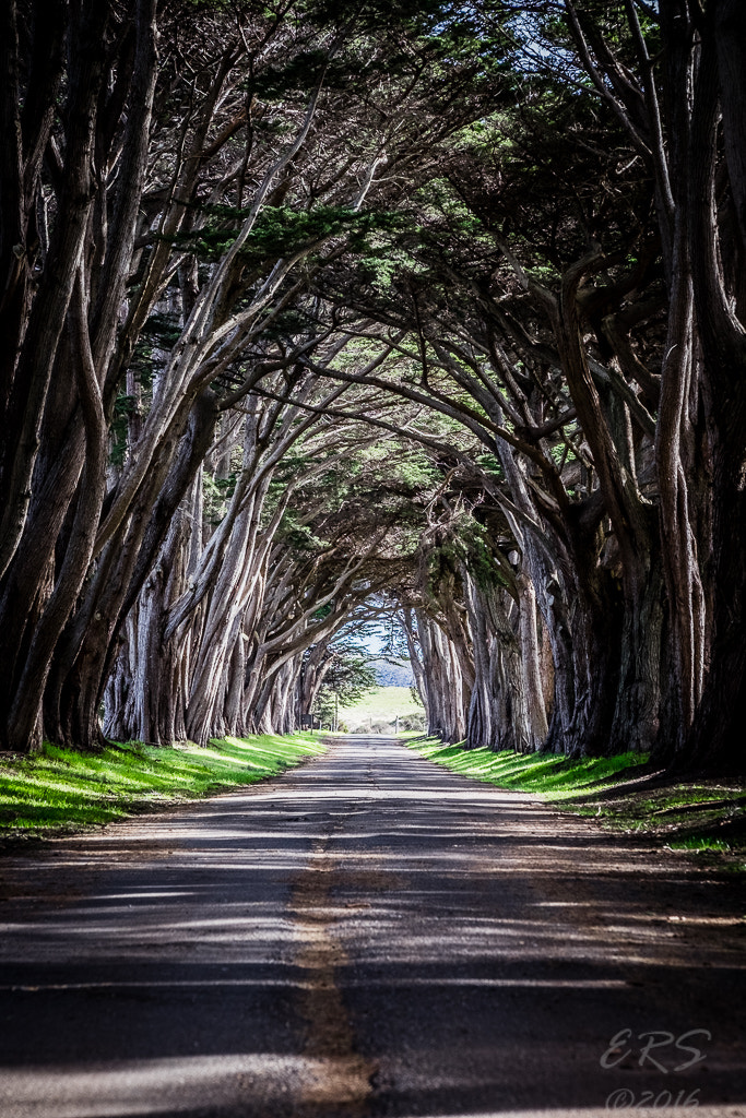 Fujifilm X-T10 + Fujifilm XF 50-140mm F2.8 R LM OIS WR sample photo. Cypress tree tunnel 3 photography