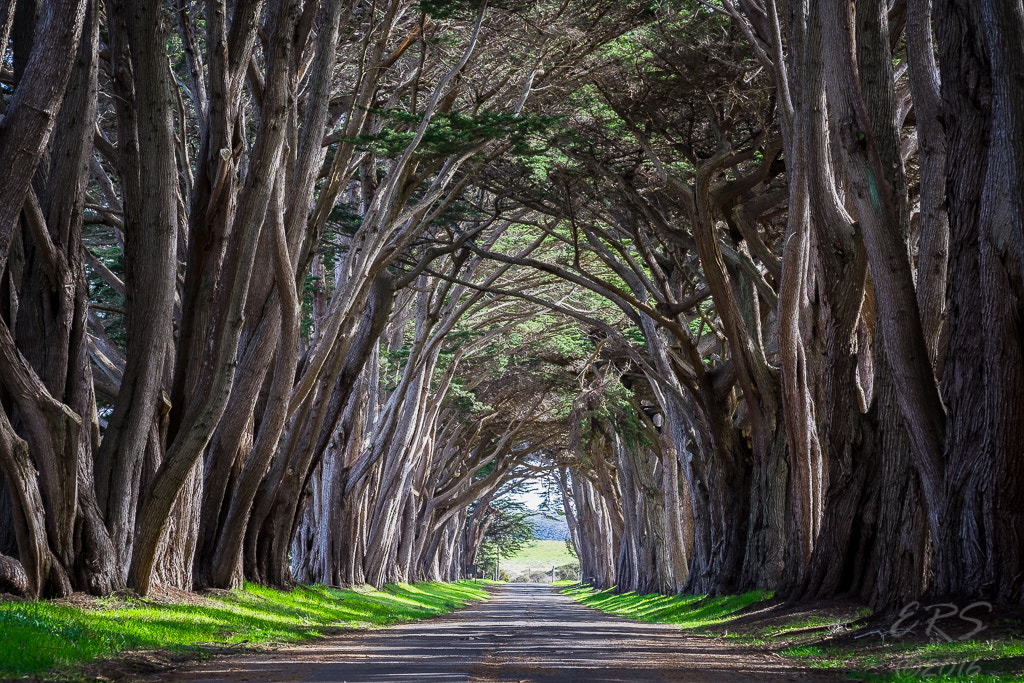 Fujifilm X-T10 + Fujifilm XF 50-140mm F2.8 R LM OIS WR sample photo. Cypress tree tunnel 2 photography