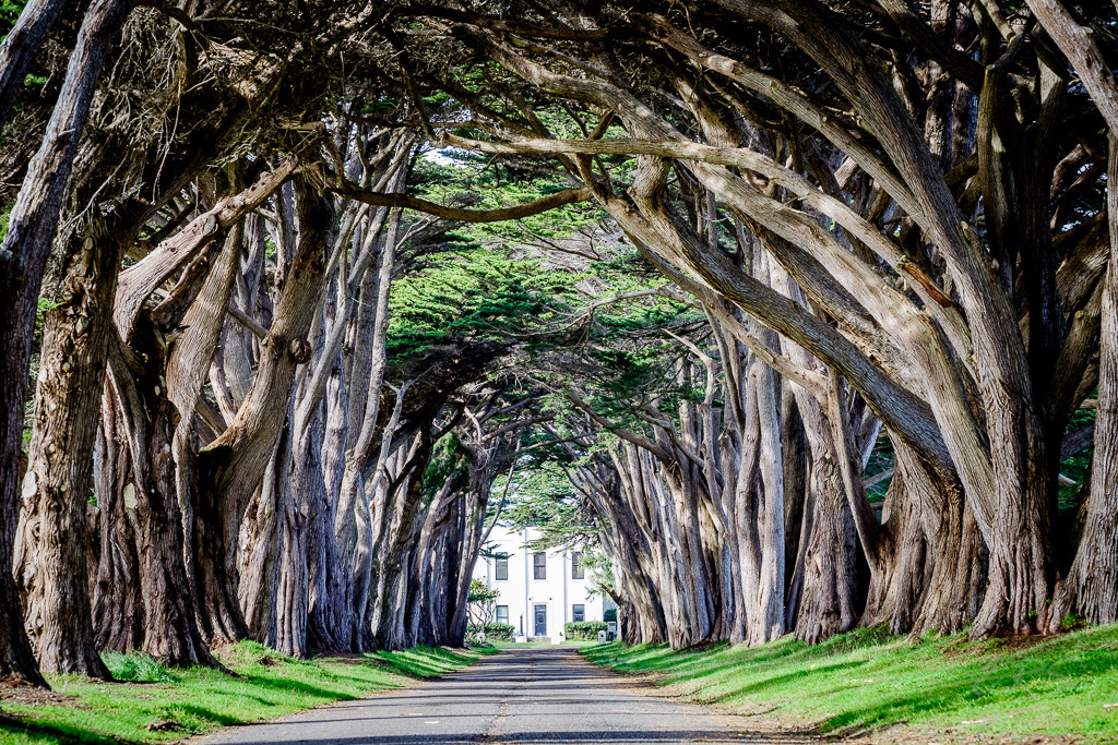 Fujifilm X-T10 + Fujifilm XF 50-140mm F2.8 R LM OIS WR sample photo. Cypress tree tunnel photography