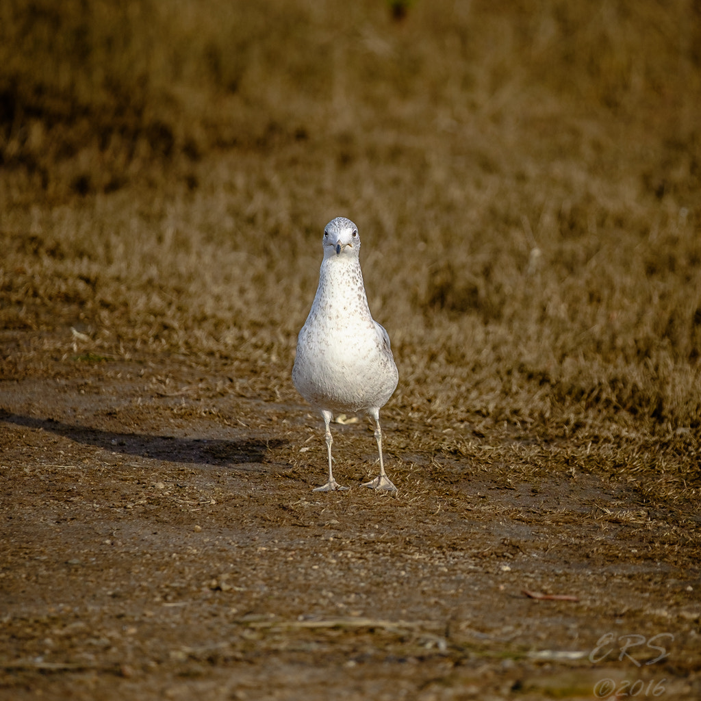 Fujifilm X-T10 + Fujifilm XF 50-140mm F2.8 R LM OIS WR sample photo. Bird portrait photography