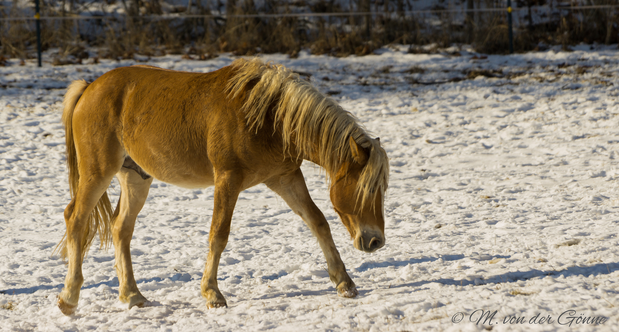 Sony a6000 + Sony 70-400mm F4-5.6 G SSM sample photo. Haflingerhengst photography