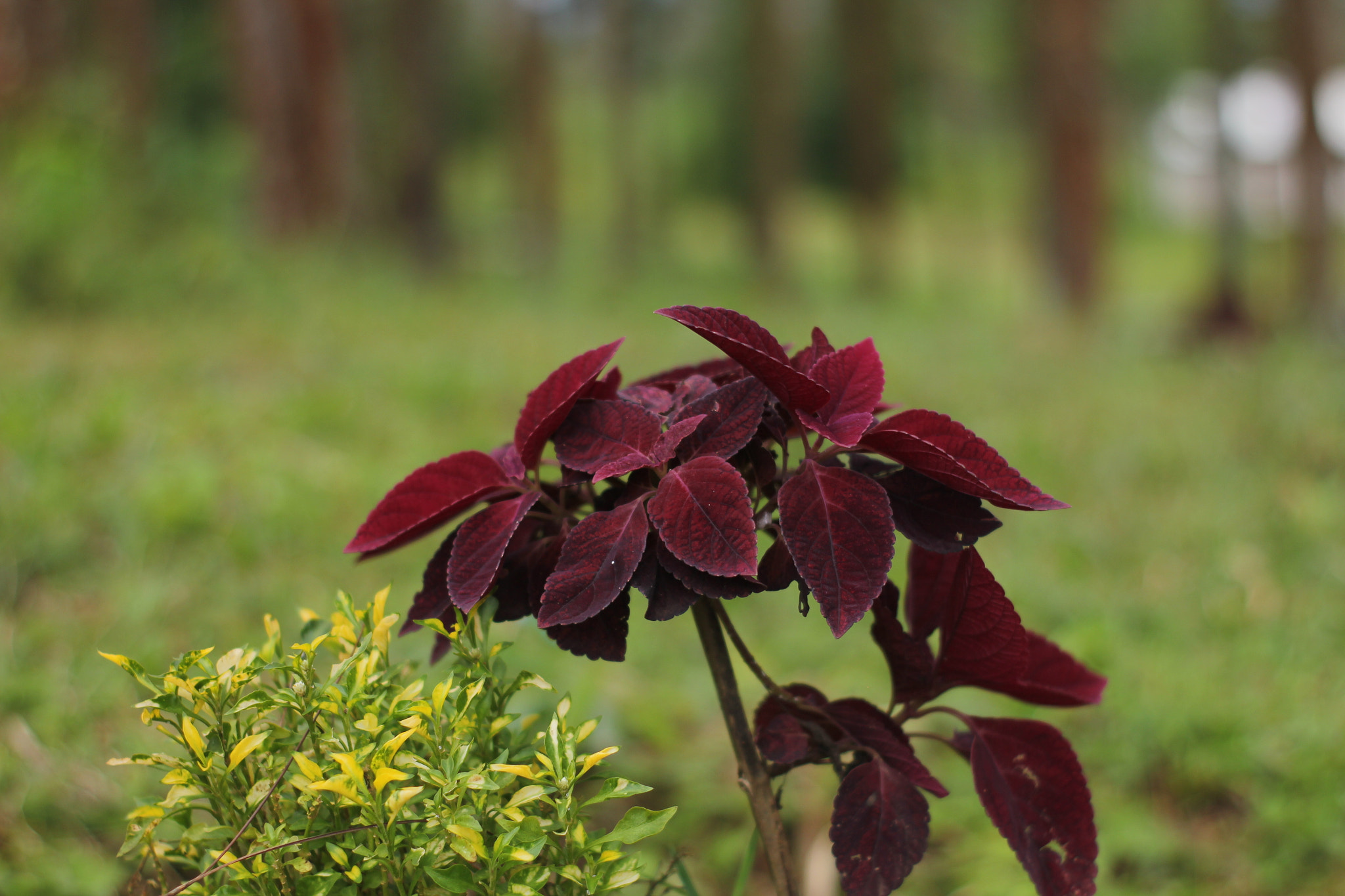 Canon 50mm sample photo. Red flower photography