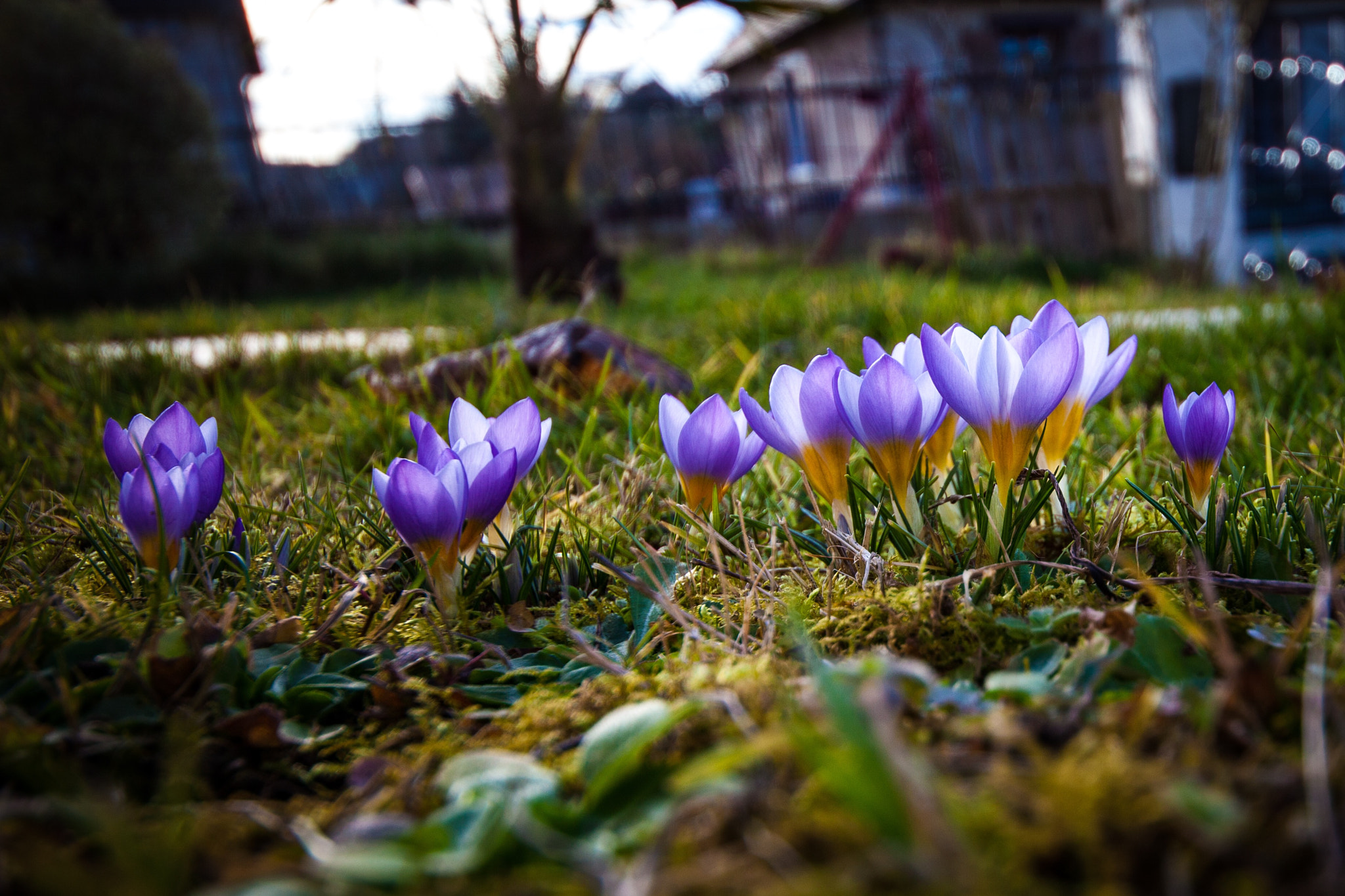 Canon EOS 5D Mark II + Sigma 12-24mm F4.5-5.6 II DG HSM sample photo. Crocus photography