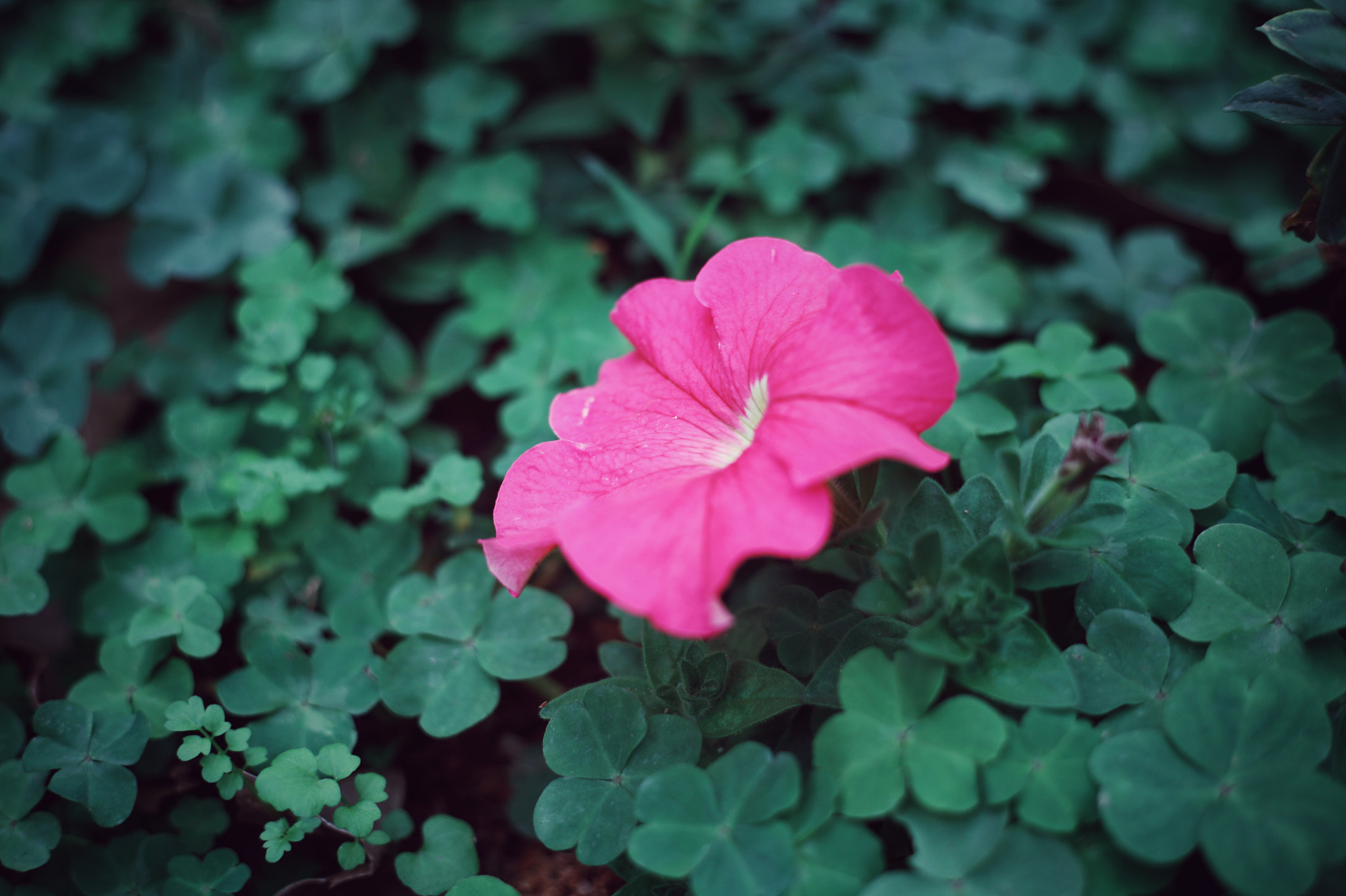 Canon EOS 5D + Canon EF 50mm F1.8 STM sample photo