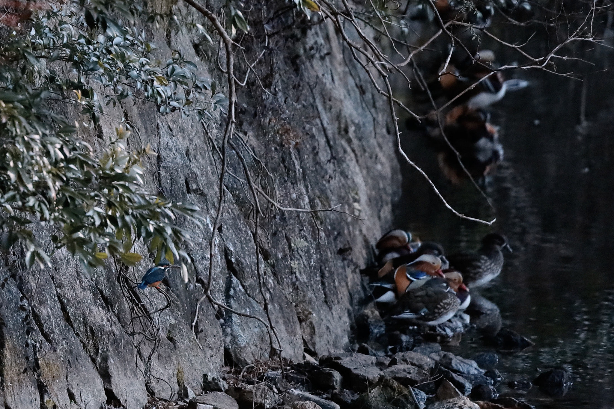 Canon EOS-1D X Mark II sample photo. A kingfisher photography