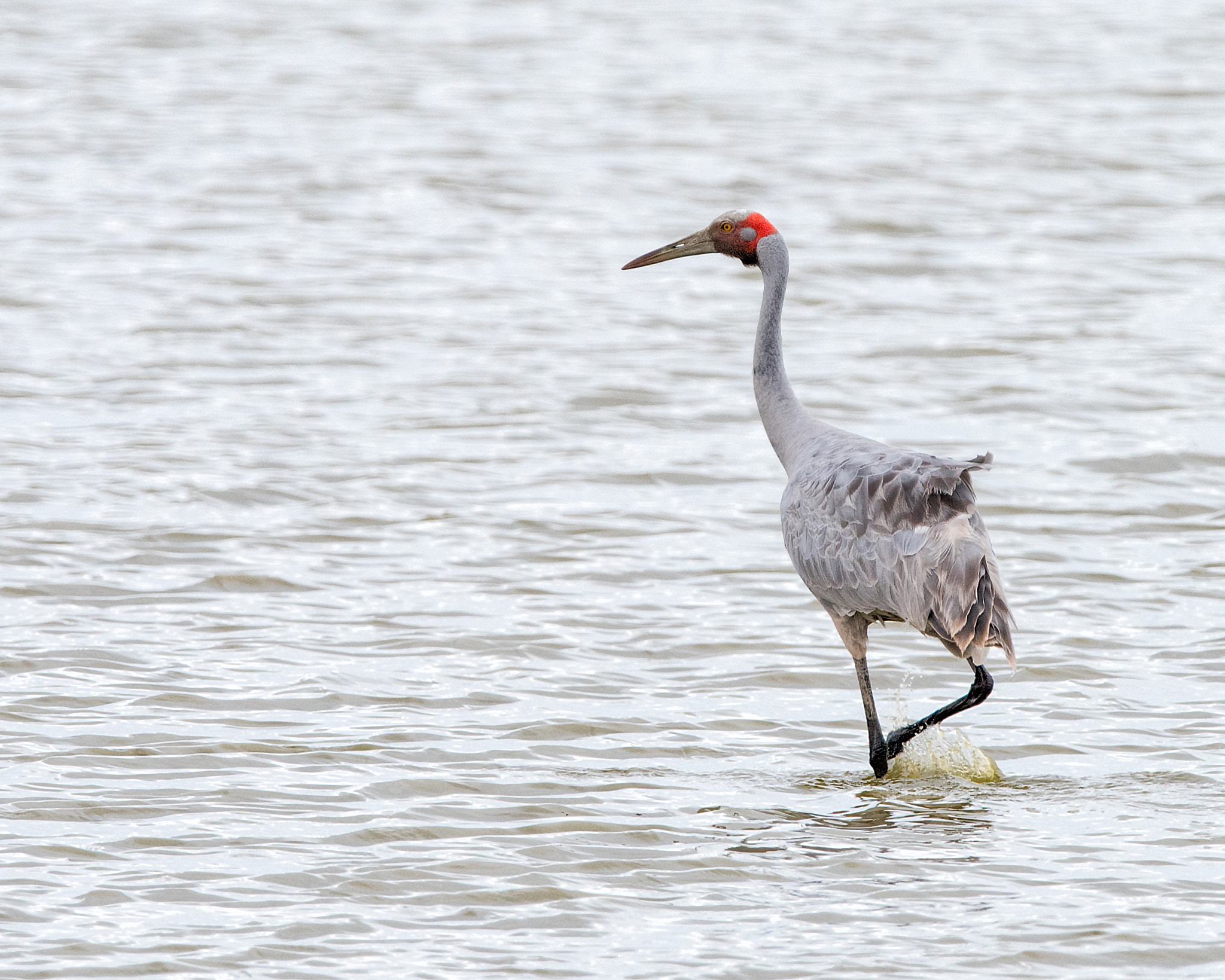 Nikon D810 + Nikon AF-S Nikkor 500mm F4G ED VR sample photo. Brolga strolls photography