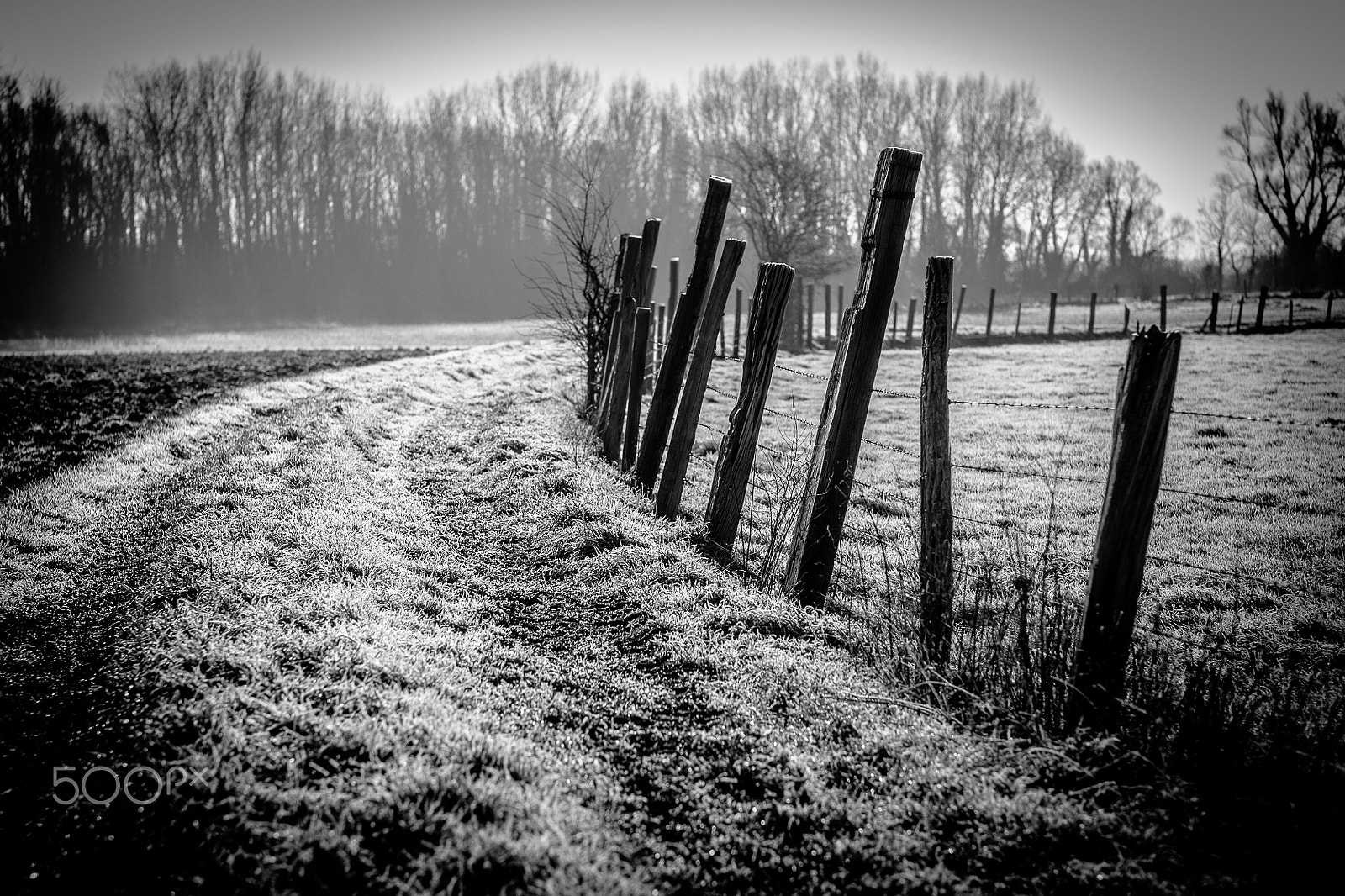 Fujifilm X-T1 + Fujifilm XF 56mm F1.2 R APD sample photo. Campagne givrée...frozen campaign photography