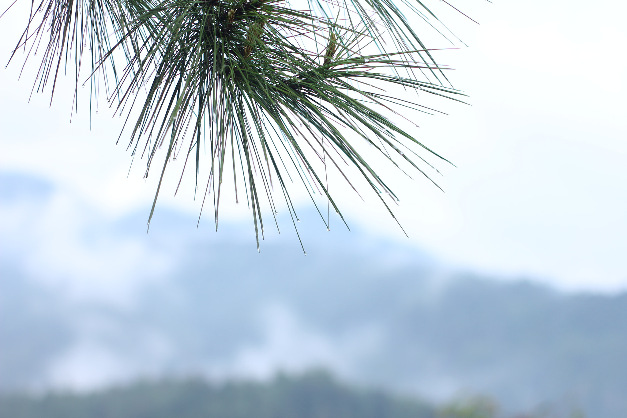 Canon 50mm sample photo. Embun pagi photography