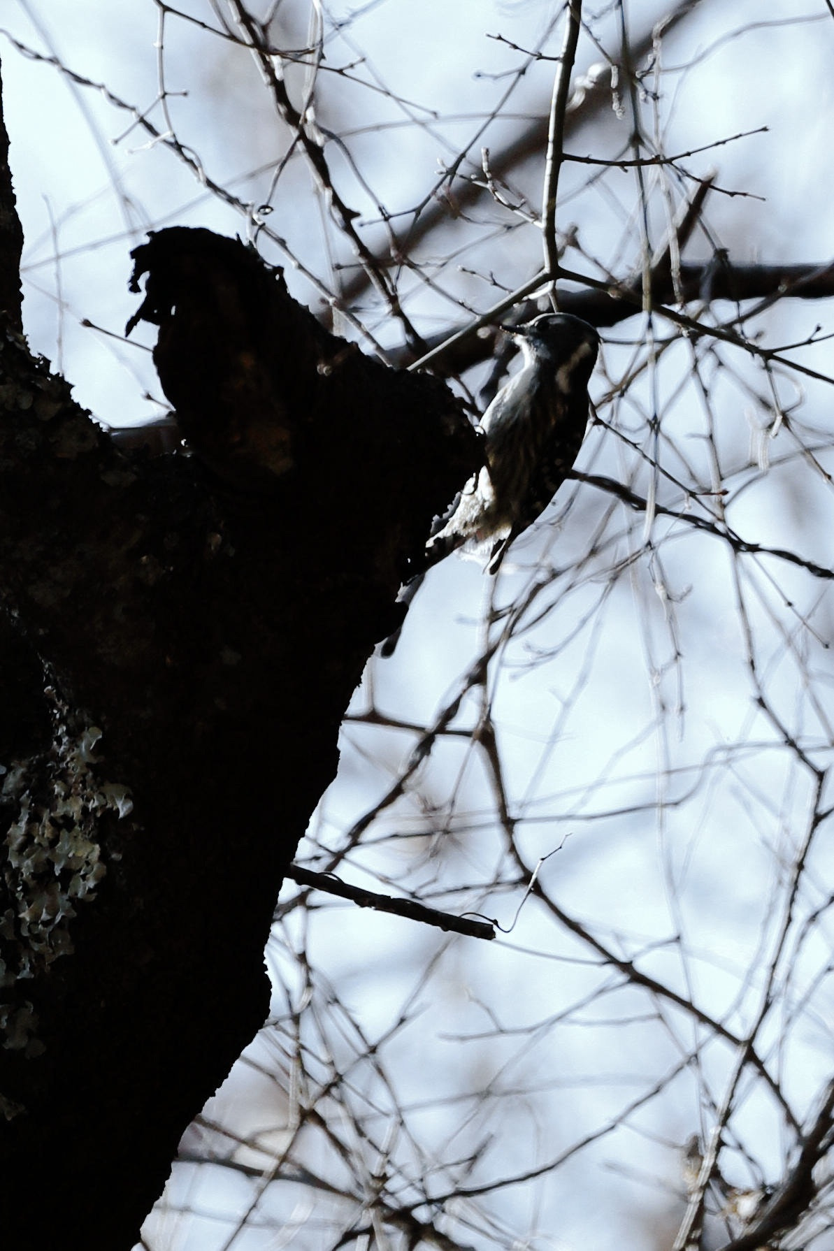 Canon EOS-1D X Mark II sample photo. A pygmy woodpecker photography