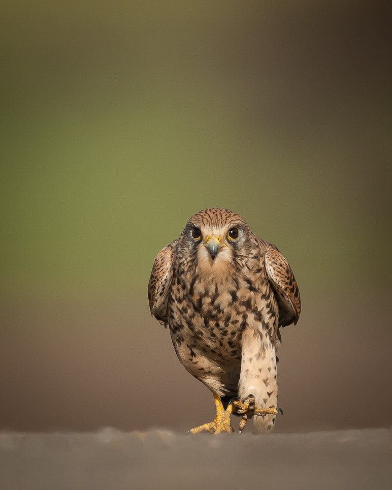 Sigma 500mm F4.5 EX DG HSM sample photo. Kestrel photography