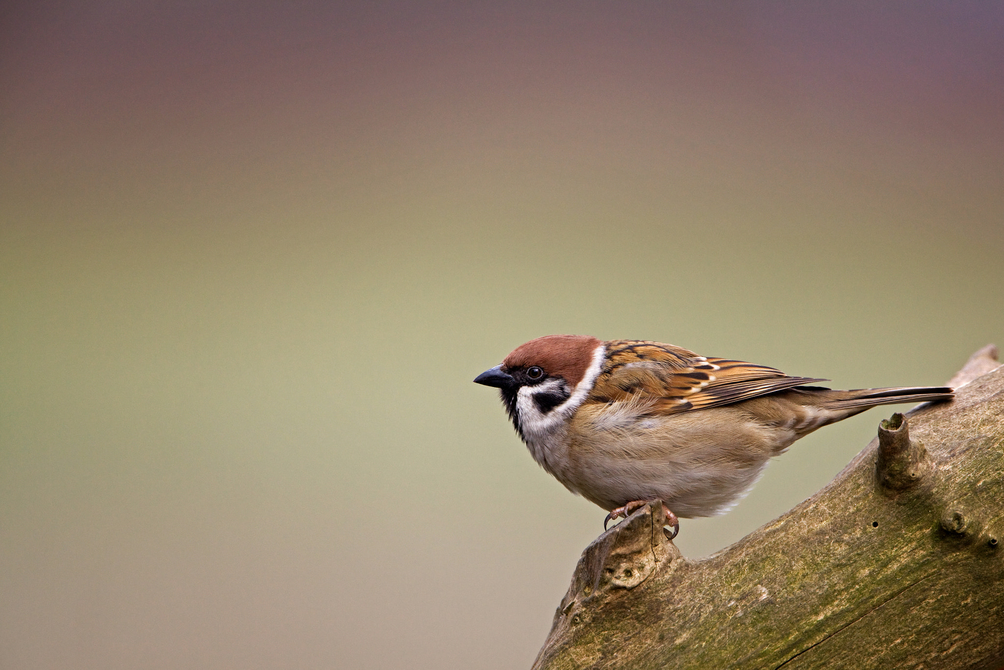 Canon EF 500mm F4L IS USM sample photo. Eurasian tree sparrow photography