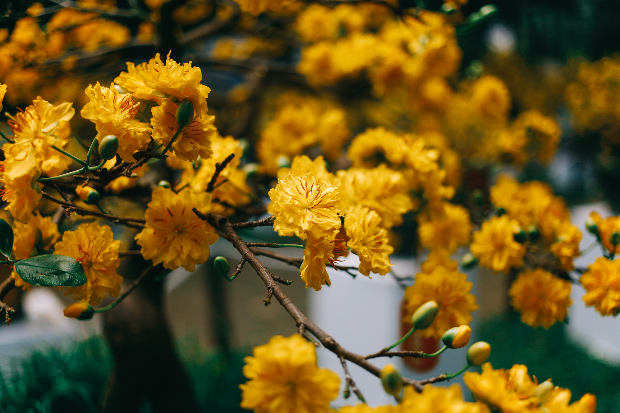 Canon EOS 5D + Canon EF 40mm F2.8 STM sample photo. Apricot blossom photography