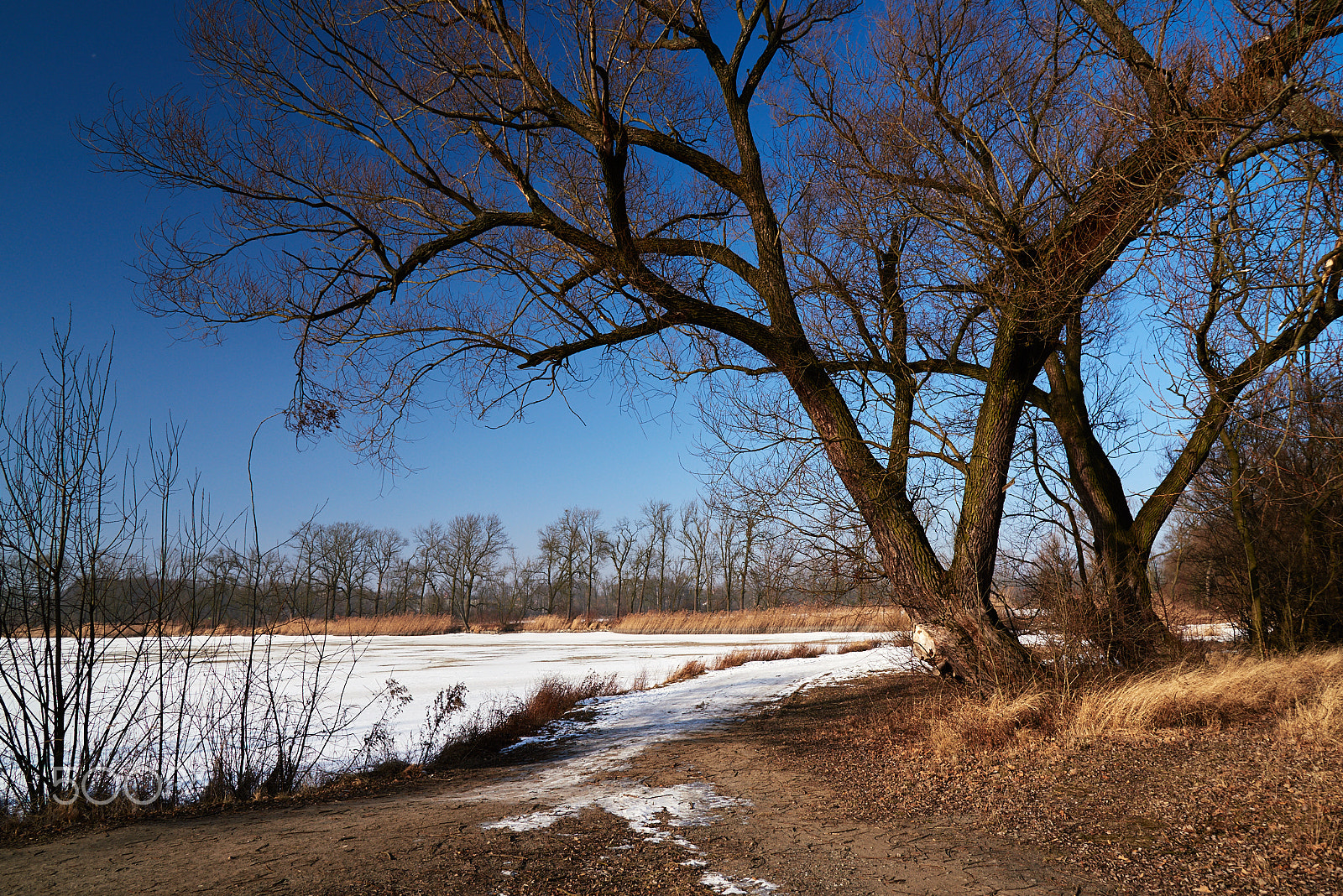 Nikon AF-S Nikkor 24-120mm F4G ED VR sample photo. Walk through the floodplain forest photography