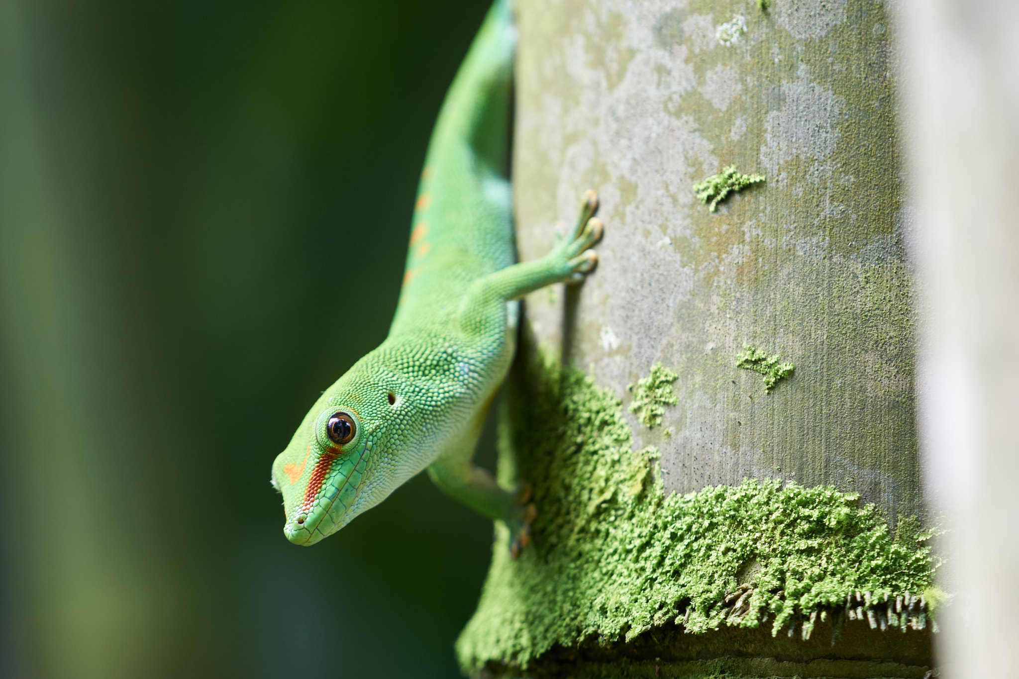 Sony a6000 + Sony FE 70-200mm F4 G OSS sample photo. Gecko on the bamboo photography