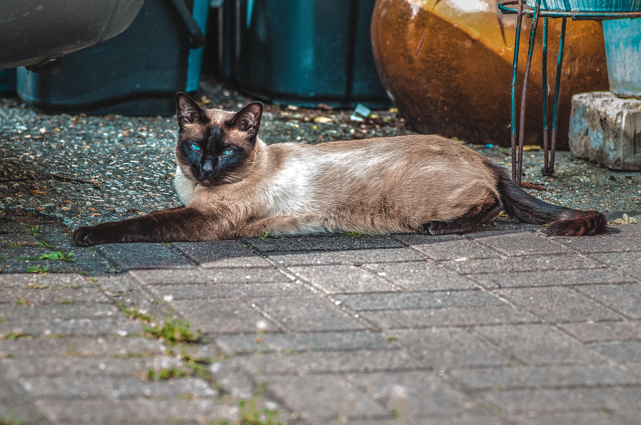 Pentax smc D-FA 100mm F2.8 Macro WR sample photo. Lazy photography