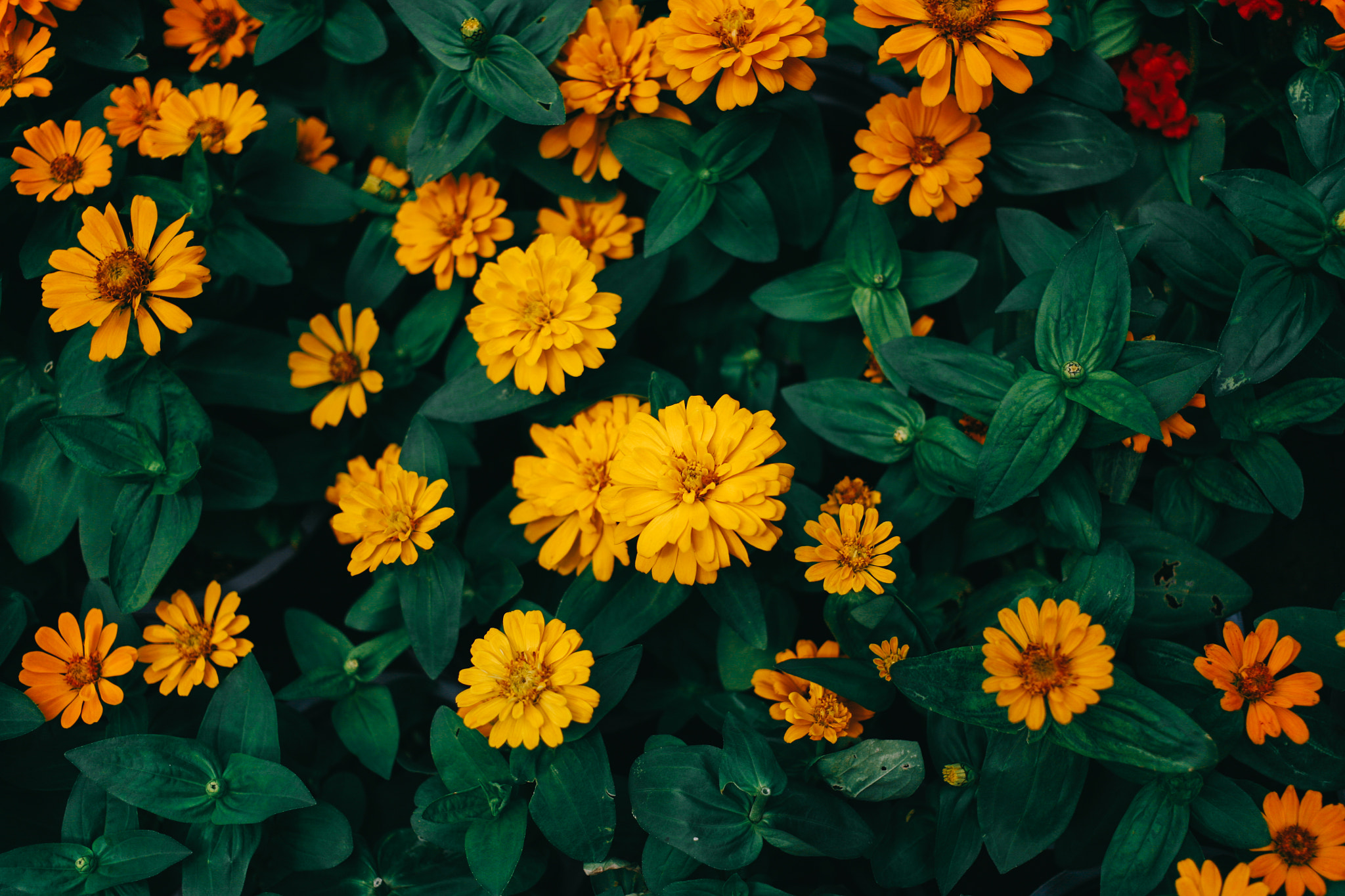 Canon EOS 5D + Canon EF 40mm F2.8 STM sample photo. Chrysanthemum flower photography