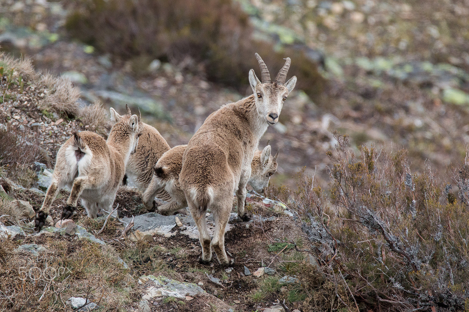 150-600mm F5-6.3 DG OS HSM | Contemporary 015 sample photo. Mountain goats photography