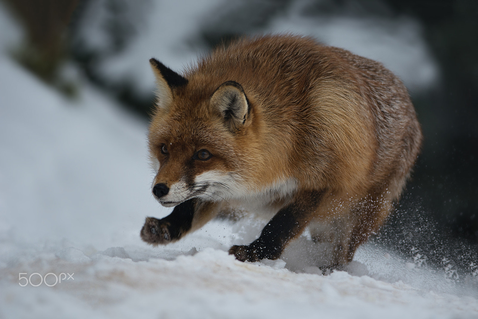 Nikon D7100 sample photo. Winter fun in the snow photography