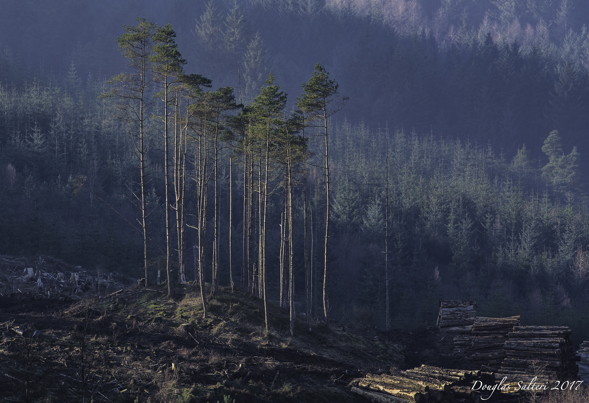 Sony a7R II sample photo. Indigenous scots pine... photography