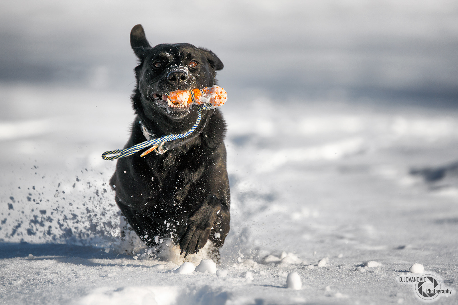 Sony a99 II + Sony 70-400mm F4-5.6 G SSM sample photo. Amiga photography