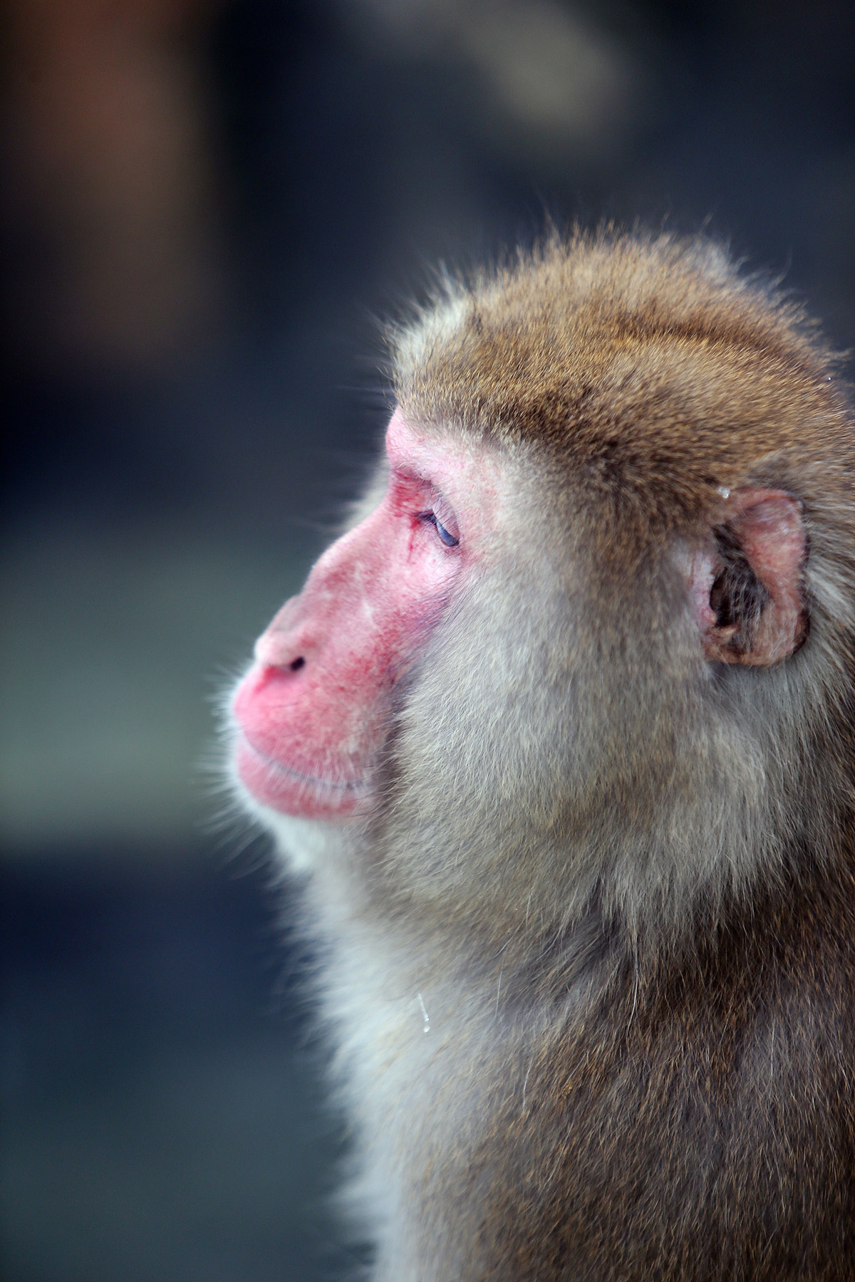 Canon EOS-1D X sample photo. Japanese macaque in everland photography